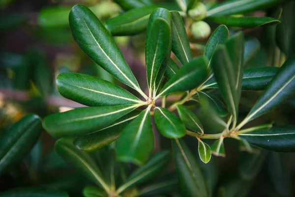 Verde Raro Scheffleras Actinophylla Plat Crescer Jardim Botânico Plantas Exóticas — Fotografia de Stock