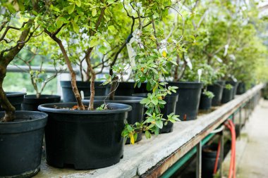 Güneşli Botanik Bahçesi glasshouse yeşil bitkiler büyümek. Tencereye büyüyen bitki sera bitki