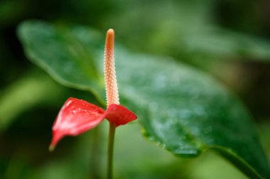 Botanik Bahçe benzersiz Anthurium çiçek. Tropikal kırmızı Flamingo çiçek ya da greehouse Tailflower. Egzotik Laceleaf bitki yeşil zemin üzerine. Sera içinde nadir çiçek
