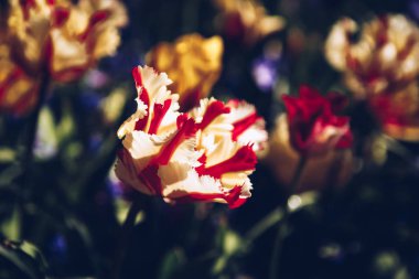 Bahar bahçe içinde güzel renkli kırmızı ve sarı Siklamen çiçekler açar. Bahar çiçek çiçek ile dekoratif duvar kağıdı. Doğa poster güzelliği. Canlı doğal renkler.