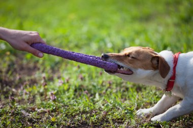 Küçük Jack Russell köpek diş çektirme oyuncak ile oynamaktan sahibi. Yeşil park alanıdır. Sevimli küçük yerli köpek, bir aile ve çocuklar için iyi arkadaş. Samimi ve eğlenceli köpek doğurmak
