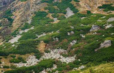 Seyahat hedef. Karpat Dağları'nın güzel manzara 