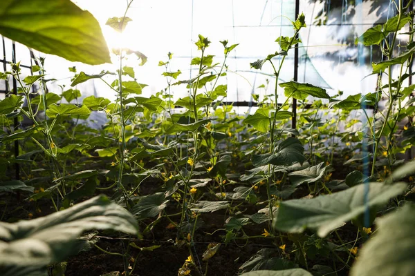 Groene Komkommer Spruiten Kweken Kas Zonnige Warme Huis Met Groene — Stockfoto