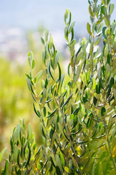 Olivo Verde Primo Piano Raccolta Delle Olive Autunnali Cresce Sotto — Foto Stock