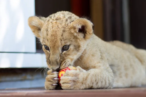 Raccolta Fotografica Del Cucciolo Leone Maschio Due Mesi Piccola Creatura — Foto Stock