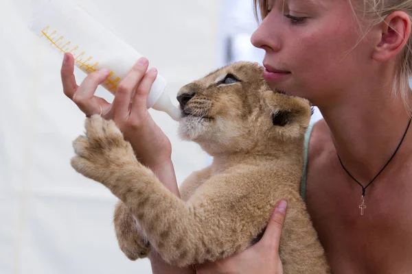 Coleção Fotos Dois Meses Idade Filhote Leão Macho Muito Bonito — Fotografia de Stock