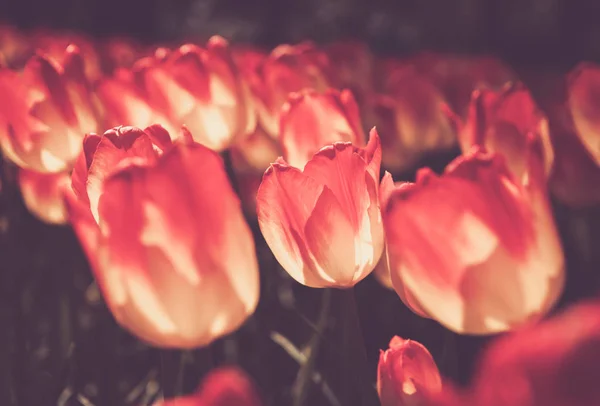 美丽多彩的郁金香花在春天的花园绽放 带有异国情调郁金香的装饰壁纸在春天开花 自然之美海报 充满活力的自然色彩 — 图库照片