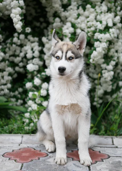 Porträtt Vackra Siberian Husky Med Brigth Blå Ögon Sitter Vårträdgård — Stockfoto