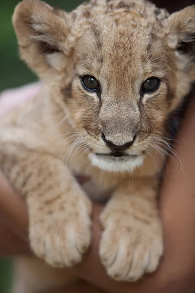 Fotocollectie Van Twee Maand Oude Mannetjes Leeuw Cub Heel Schattig — Stockfoto