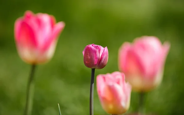 Belles Fleurs Tulipes Fleurissent Dans Jardin Printemps Papier Peint Décoratif — Photo