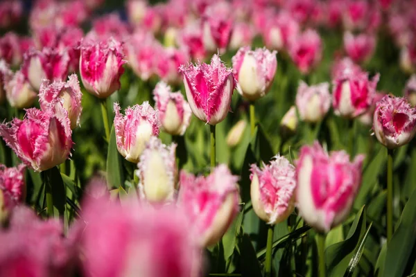 Schöne Tulpenblumen Blühen Frühlingsgarten Dekorative Tapete Mit Tulpen Frühling Schönheit — Stockfoto