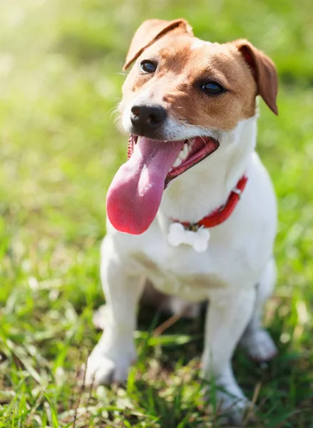 Portrait of heavy breathing little Jack Russell puppy in green park. Doggy is looking in camera with pink tongue hanging. Cute small domestic dog, good friend for a family and kids. Friendly and playful canine breed