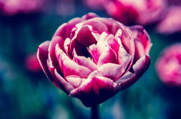 Όμορφες Πολύχρωμες Τουλίπες Λουλούδια Ανθίζουν Την Άνοιξη Στον Κήπο Διακοσμητικά — Φωτογραφία Αρχείου