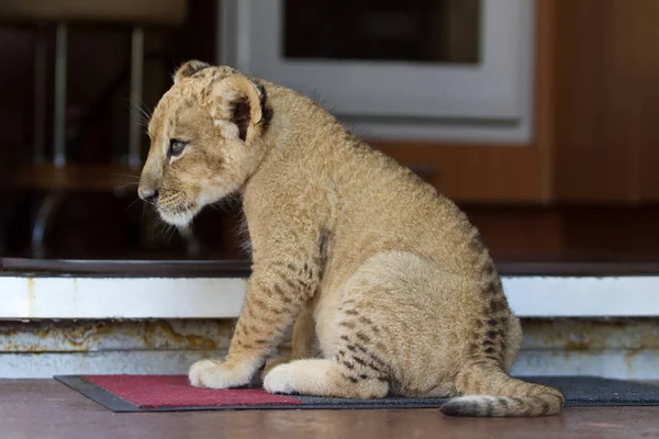 Fotosammlung Eines Zwei Monate Alten Männlichen Löwenjungen Sehr Süße Kleine — Stockfoto