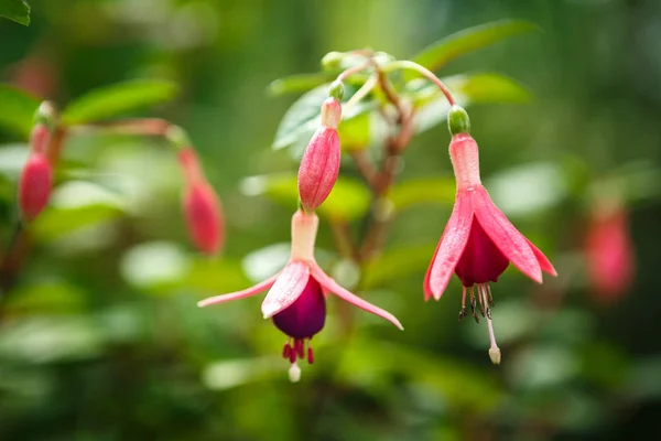 Rare exotic tropical pink flowers grow on green background in greenhouse.Beautiful flower growing in botanical garden.