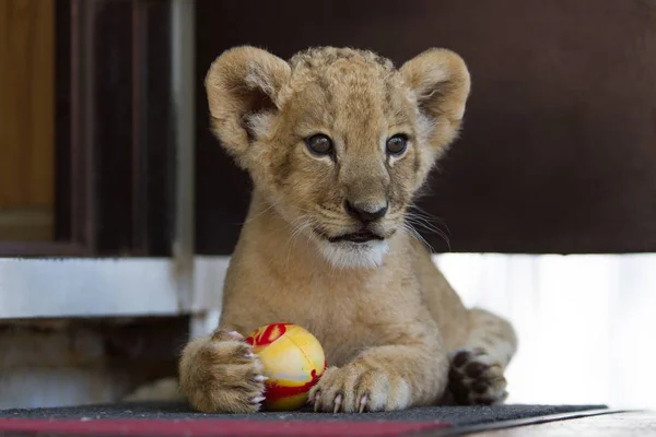 Photo collection of two month old male lion cub. Very cute little creature.