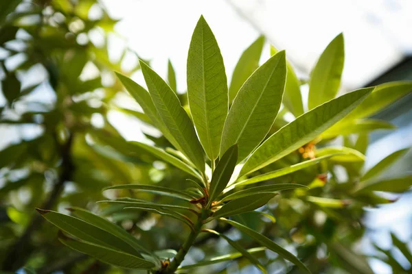 Planta Exótica Rara Cresce Vegetação Botânica Planta Tropical Deixa Macro — Fotografia de Stock