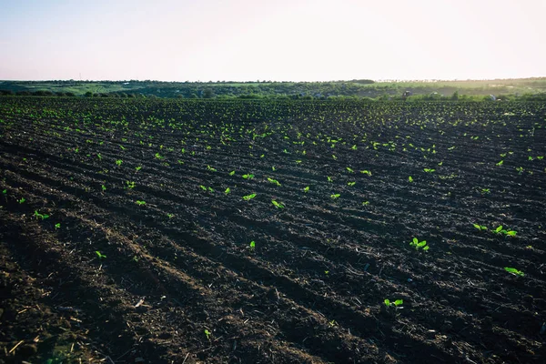 Gewas Geplant Rijke Bodem Krijgen Onder Zon Snel Rijp — Stockfoto