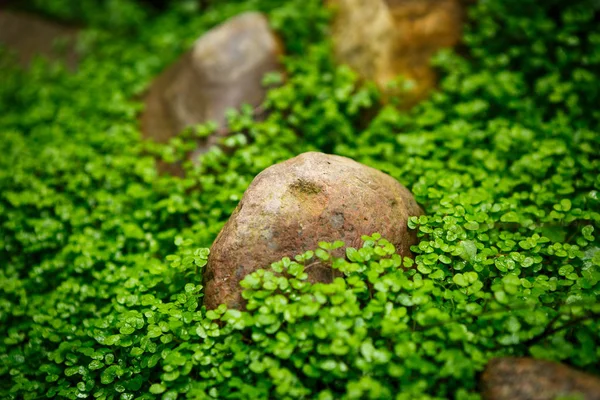 Rares Plantes Exotiques Poussent Serre Botanique Feuilles Plantes Tropicales Macro — Photo