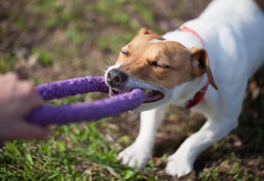 Küçük Jack Russell köpek diş çektirme oyuncak ile oynamaktan sahibi. Yeşil park alanıdır. Sevimli küçük yerli köpek, bir aile ve çocuklar için iyi arkadaş. Samimi ve eğlenceli köpek doğurmak
