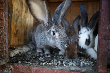 Yerli tavşan kafes hayvan çiftliğinde görüntüsünü kapatmak.