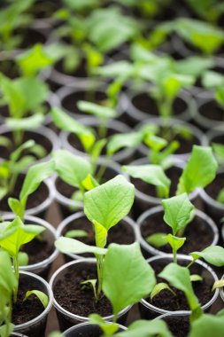 Yeşil bitki fideleri sera içinde satır. Ekili genç lahanası zengin toprak altında glasshouse güneşte yetiştirilmiştir, makro yakın çekim sığ derinliği alan ve hiçbir modelleri