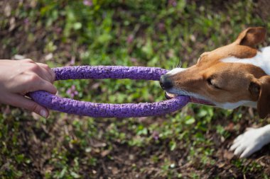 Küçük Jack Russell köpek diş çektirme oyuncak ile oynamaktan sahibi. Yeşil park alanıdır. Sevimli küçük yerli köpek, bir aile ve çocuklar için iyi arkadaş. Samimi ve eğlenceli köpek doğurmak