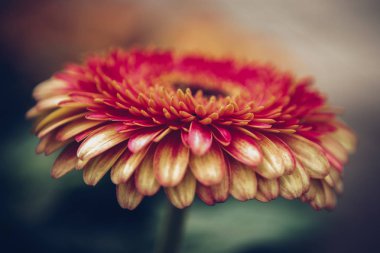 Bahar bahçe içinde güzel renkli kırmızı ve sarı Siklamen çiçekler açar. Bahar çiçek çiçek ile dekoratif duvar kağıdı. Doğa poster güzelliği. Canlı doğal renkler.