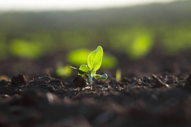 Güneşin altında hızlı olgun getting zengin toprakta bitki ekili
