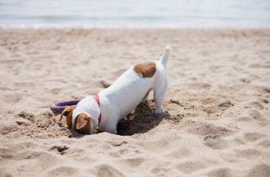 Little Jack Russell puppy playing on the beach digging sand. Cute small domestic dog, good friend for a family and kids. Friendly and playful canine breed clipart