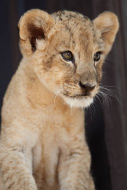 İki ay önce erkek aslan yavrusu fotoğraf koleksiyonu. Çok sevimli bir yaratık.