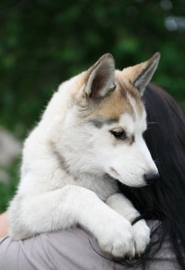 Kız güzel Sibirya husky yavrusu tutun. Uzun gri kürk ile sevimli küçük avcı köpeği. İyi Aile dostu ve avcı. Yerli safkan yavru. Tüylü wolfling yavrusu