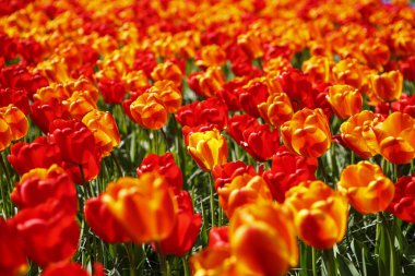 Bahar bahçe içinde güzel lale çiçekler açar. Bahar lale ile dekoratif duvar kağıdı. Doğa poster güzelliği. Canlı doğal renkler