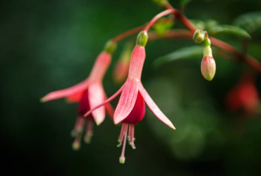 Sera içinde yeşil arka plan üzerinde büyüyen güzel egzotik pembe çiçekler. Tropikal küçük çiçek Botanik Bahçesi camdan evde büyümek. Odak çiçek çiçek