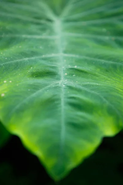 Birght Yeşil Colocasia Esculenta Bitki Botanik Bahçesi Serada Yetiştirilen Sera — Stok fotoğraf
