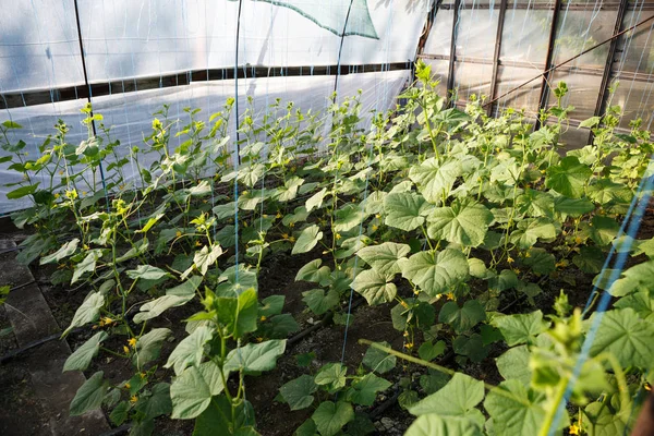 Green cucumber sprouts growing in greenhouse. Sunny hot house with green crops growing in the sun. Natural organic food grow indoor. Farm glasshouse background.