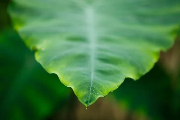 Birght Πράσινο Colocasia Esculenta Φυτό Που Καλλιεργείται Βοτανικό Κήπο Του — Φωτογραφία Αρχείου