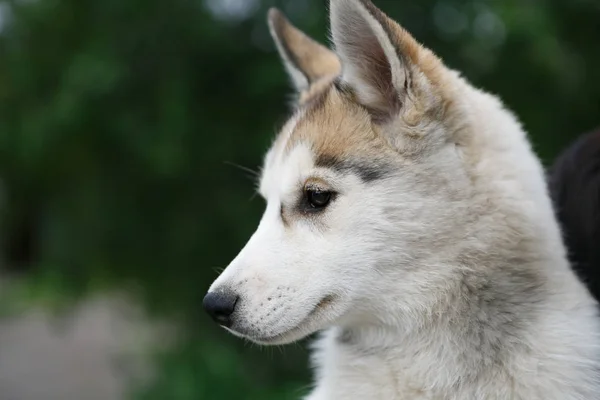 Vackra Vita Grå Siberian Husky Valp Porträtt Bedårande Renrasiga Hund — Stockfoto