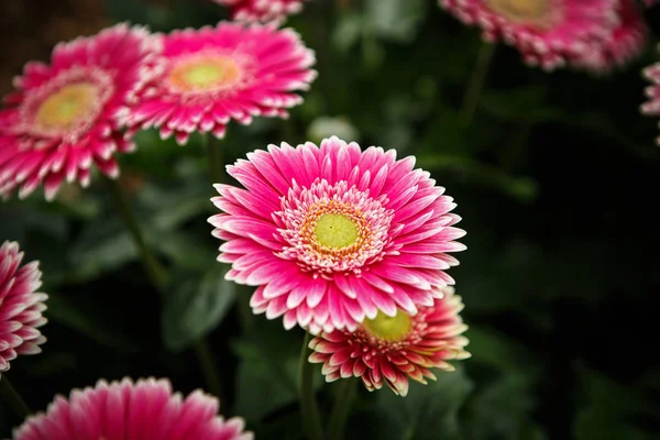 Belles Fleurs Roses Roses Transvaal Marguerites Fleurissent Dans Jardin Printemps — Photo