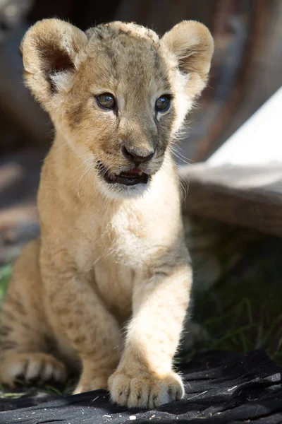 Colección Fotos Cachorro León Macho Dos Meses Edad Pequeña Criatura — Foto de Stock