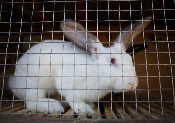 在动物养殖场笼子里近距离拍摄家兔 — 图库照片