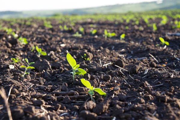 Cultivo Plantado Solo Rico Ficando Maduro Sob Sol Rápido — Fotografia de Stock