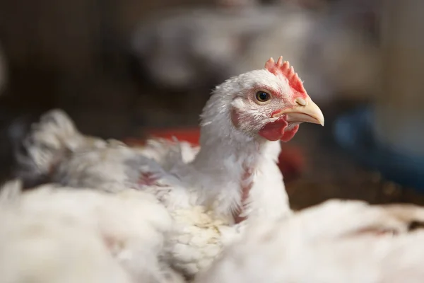 อตไก ขาวในฟาร มไก นกขาวในท องถ นในเตาอบ — ภาพถ่ายสต็อก