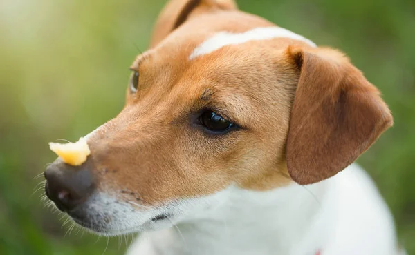 Portrait of trained Jack Russell puppy sitting in green park with piece of food on his nose waiting for command from owner. Cute small domestic dog, good friend for a family and kids.