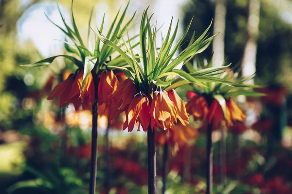 Belles Fleurs Tulipa Orange Colorées Fleurissent Dans Jardin Printemps Fond — Photo