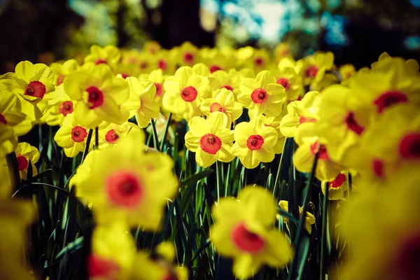 Belles Fleurs Jaunes Colorées Fleurissent Dans Jardin Printemps Papier Peint — Photo