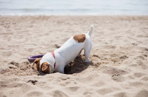 Little Jack Russell Puppy Playing Beach Digging Sand Cute Small — Stock Photo, Image