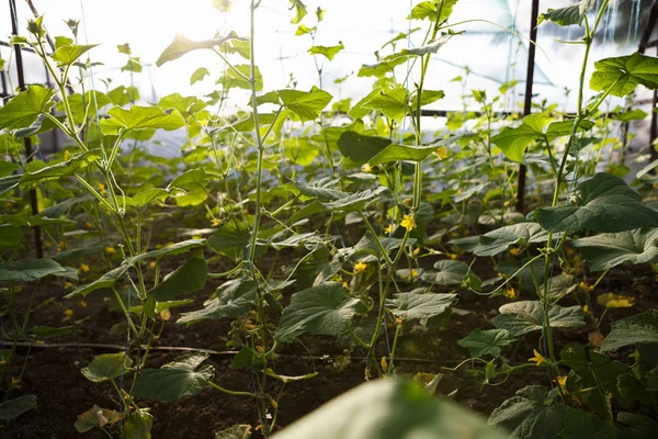 Green cucumber sprouts growing in greenhouse. Sunny hot house with green crops growing in the sun. Natural organic food grow indoor. Farm glasshouse background.