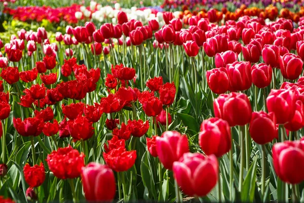 Bellissimi Fiori Tulipani Colorati Fioriscono Nel Giardino Primaverile Carta Parati — Foto Stock