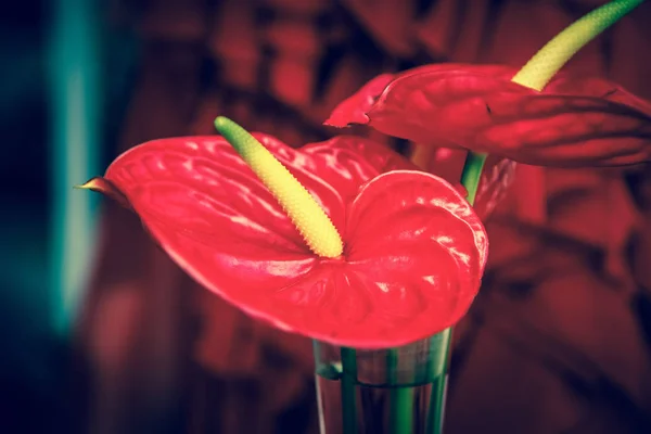 Beautiful exotic red anthurium flowers bloom in spring garden.Decorative wallpaper with flower blossom in springtime.Beauty of nature poster.Vibrant natural colors